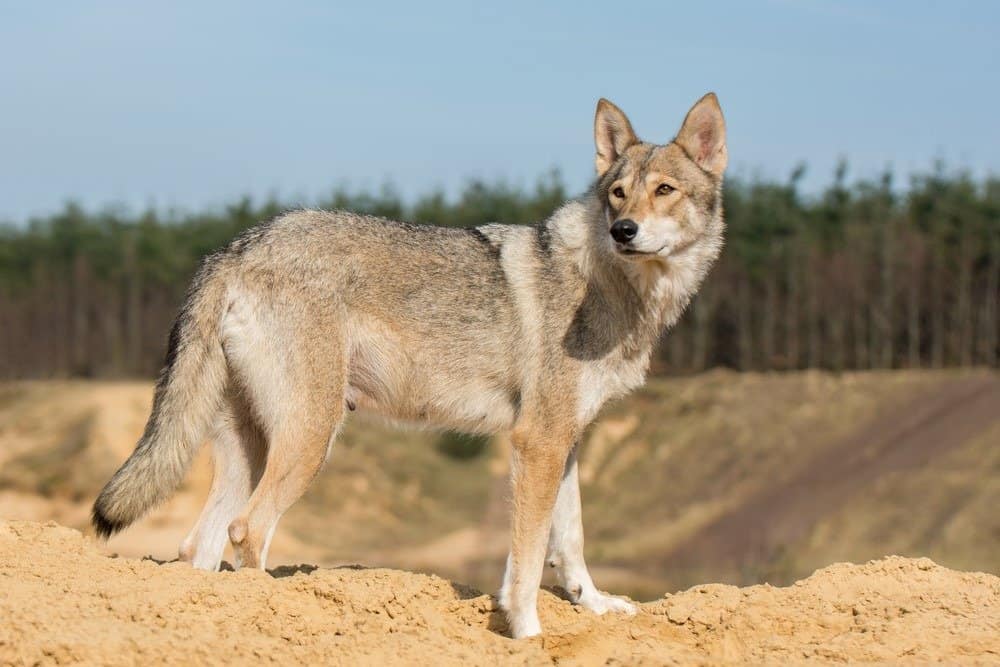 Cane femmina Tamaskan in piedi su un crinale