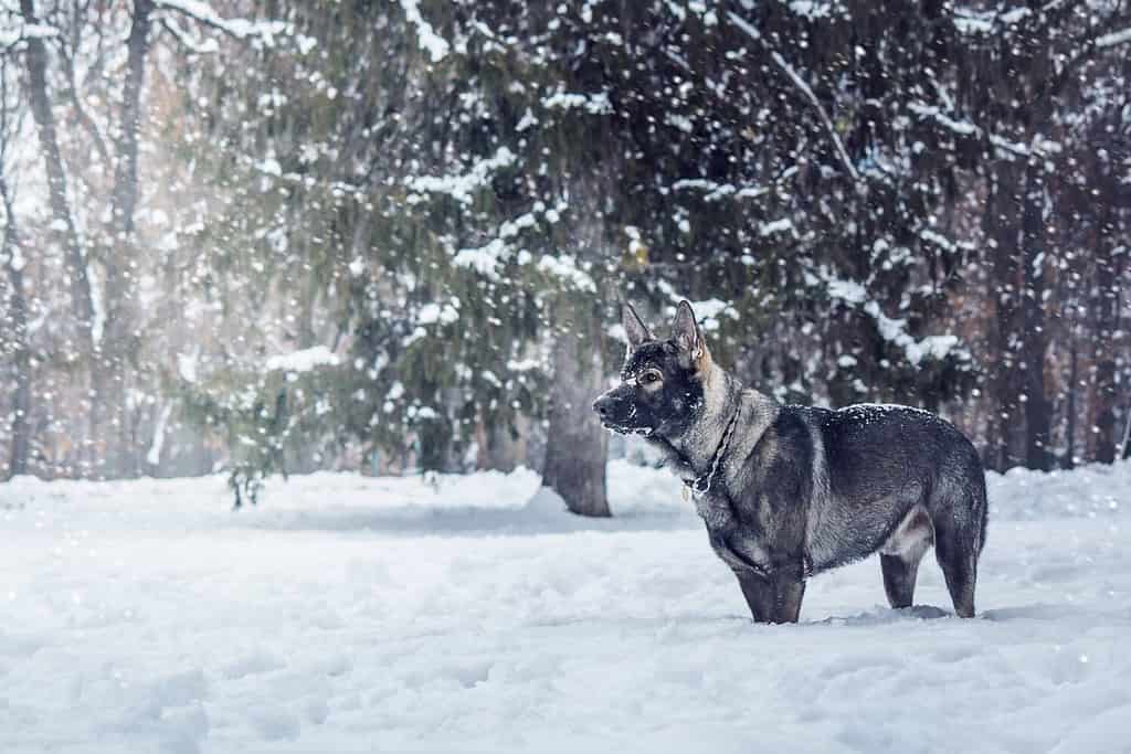 Cane da pastore dell'Europa orientale durante la passeggiata.  Attivo cane da pastore dell'Europa orientale che si diverte a giocare all'aperto durante una passeggiata, mostrando la sua personalità giocosa ed energica