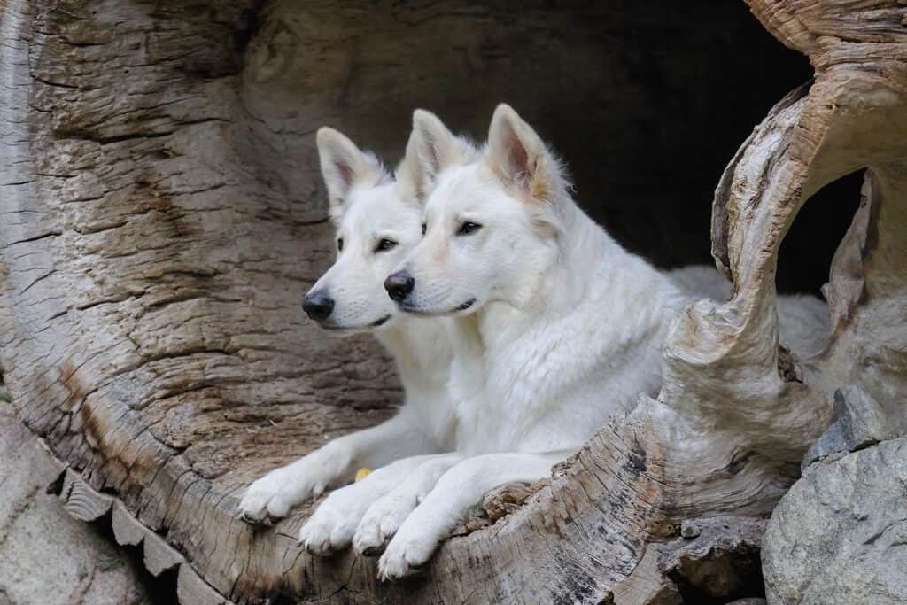 Una coppia di Berger Blanc Suisse che guardano fuori da un tronco cavo