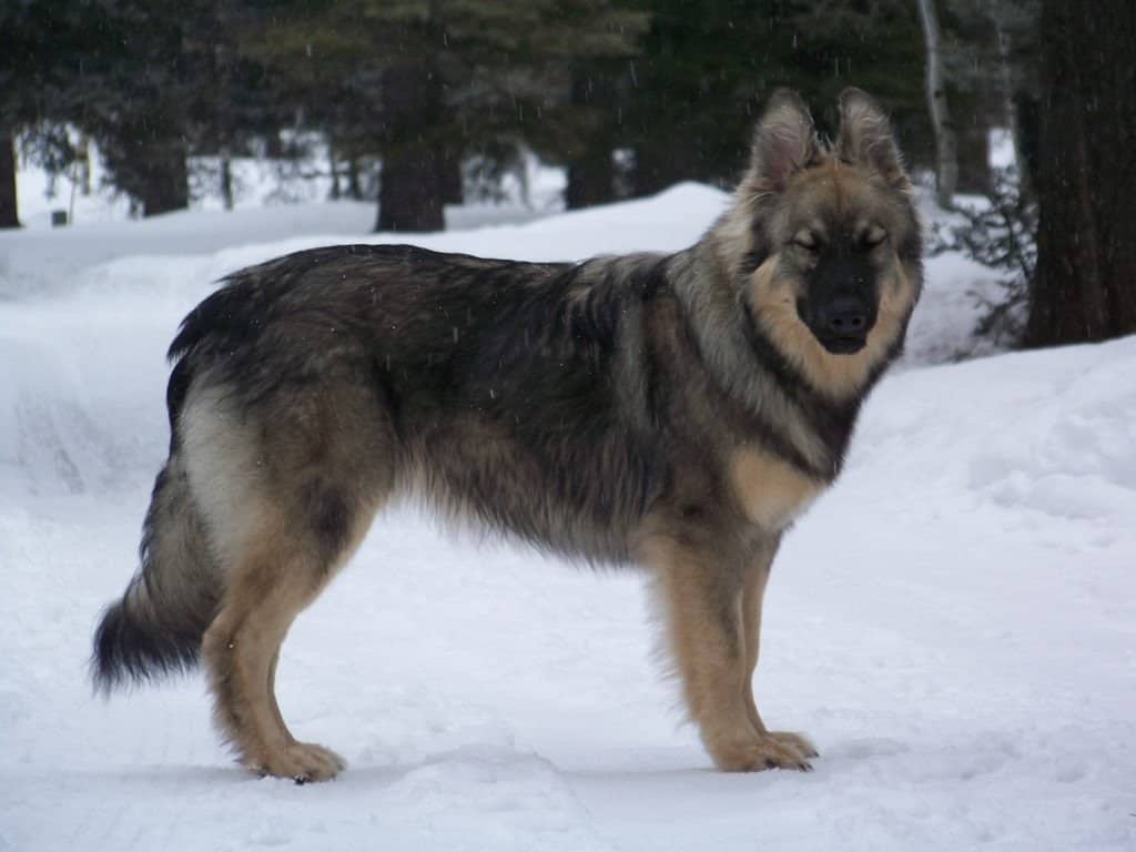 Alsaziano americano nella neve