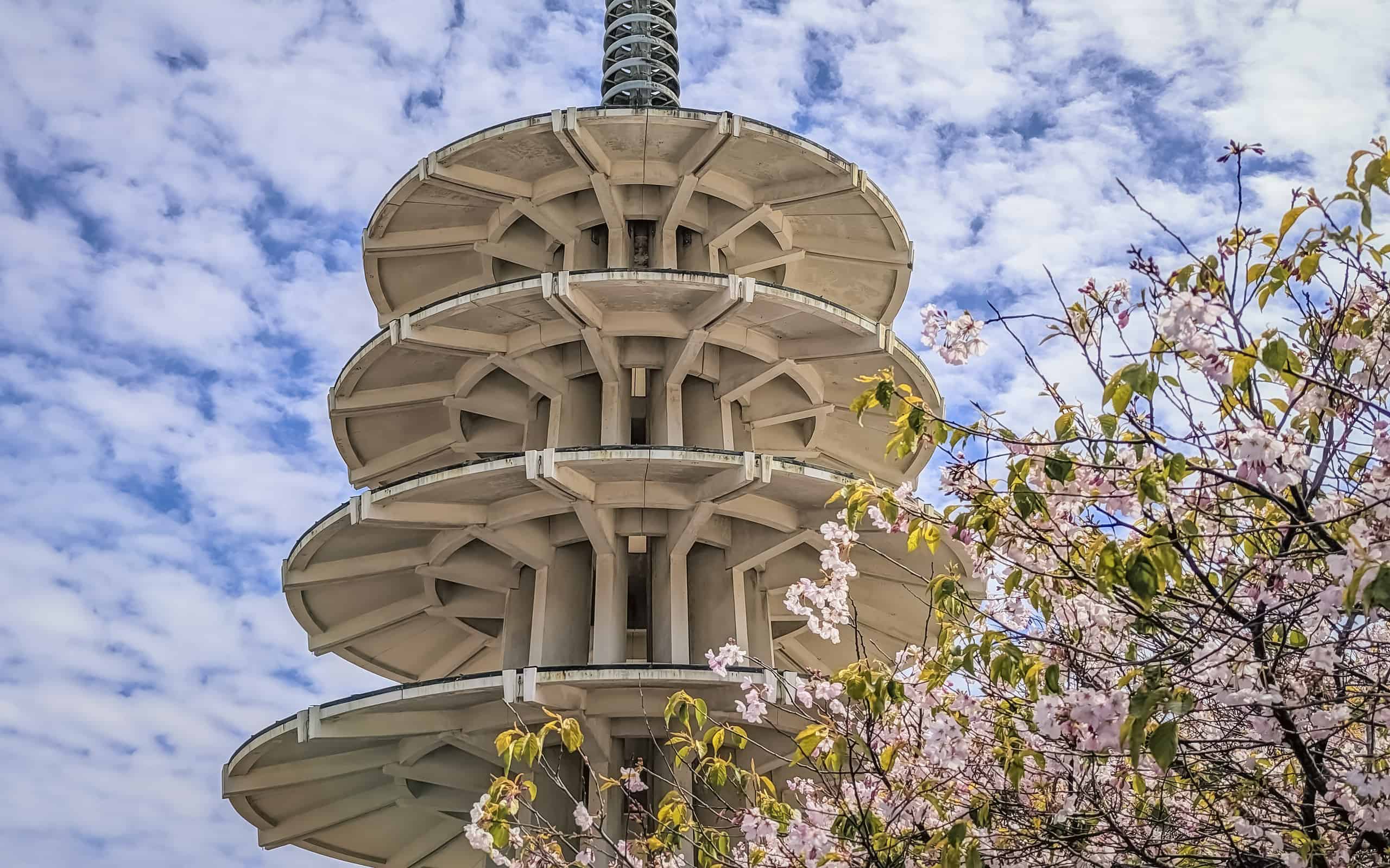 Fiore di ciliegio Sakura al Japantown Peace Plaza di San Francisco