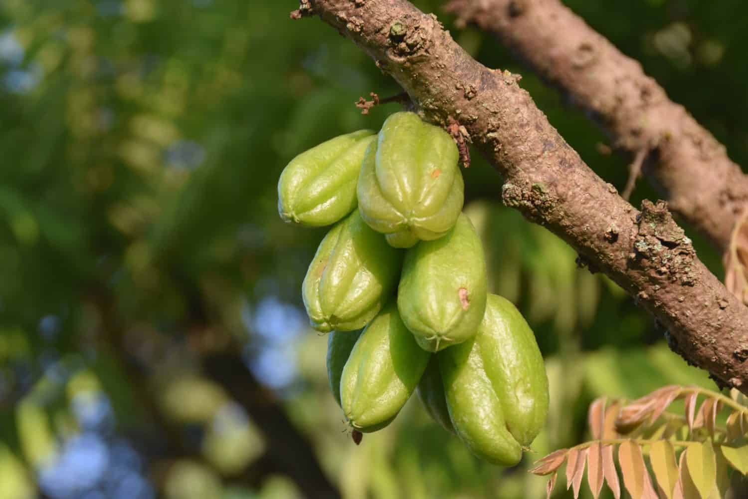 Averrhoa bilimbi (comunemente noto come bilimbi, albero di cetriolo o acetosella) è un albero da frutto del genere Averrhoa, famiglia delle Oxalidaceae