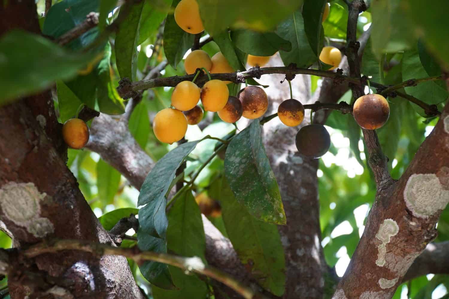 Platonia insignis, popolarmente conosciuta come bacuri, bacuri, ibacurupari e mucuri, è un grande albero della famiglia delle clusaceae.  È originario della regione delle Guiane, del Brasile, del Paraguay e di parti della Colombia.