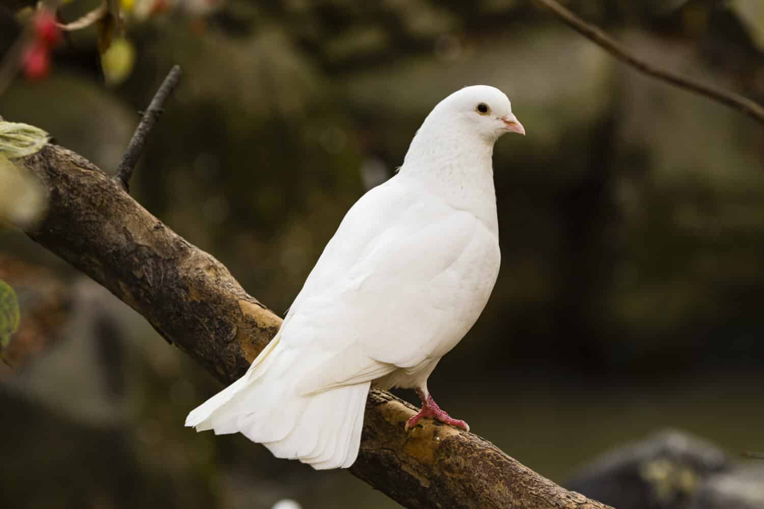 Colomba bianca seduta su un ramo di un albero