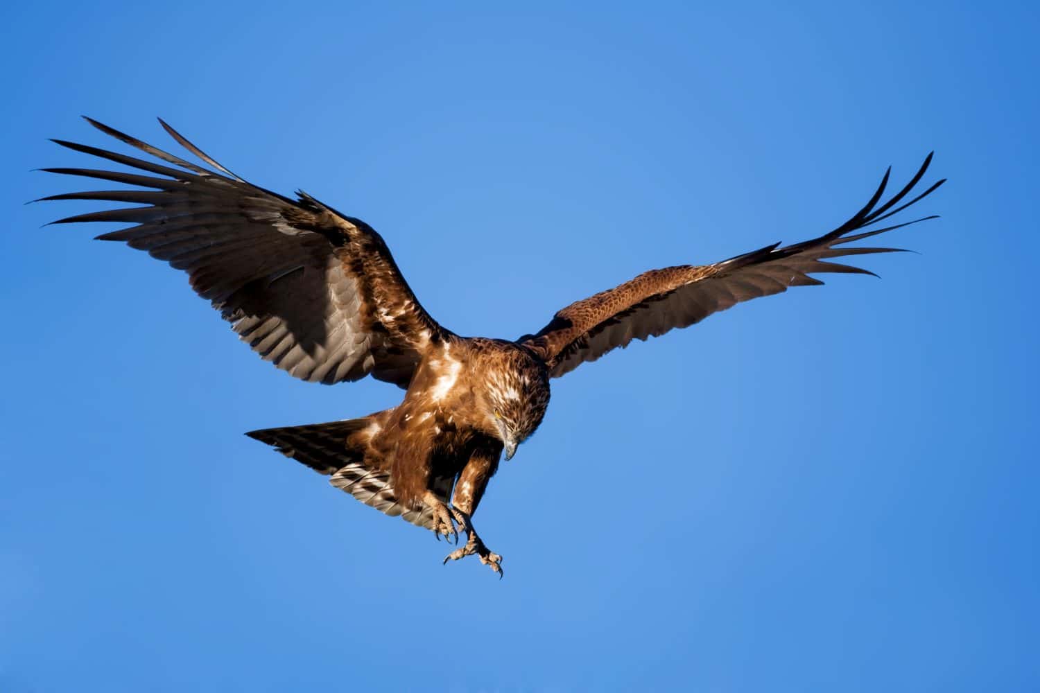 Aquila-serpente marrone che si tuffa sulla sua preda;  circaetus cinereus;  Sud Africa