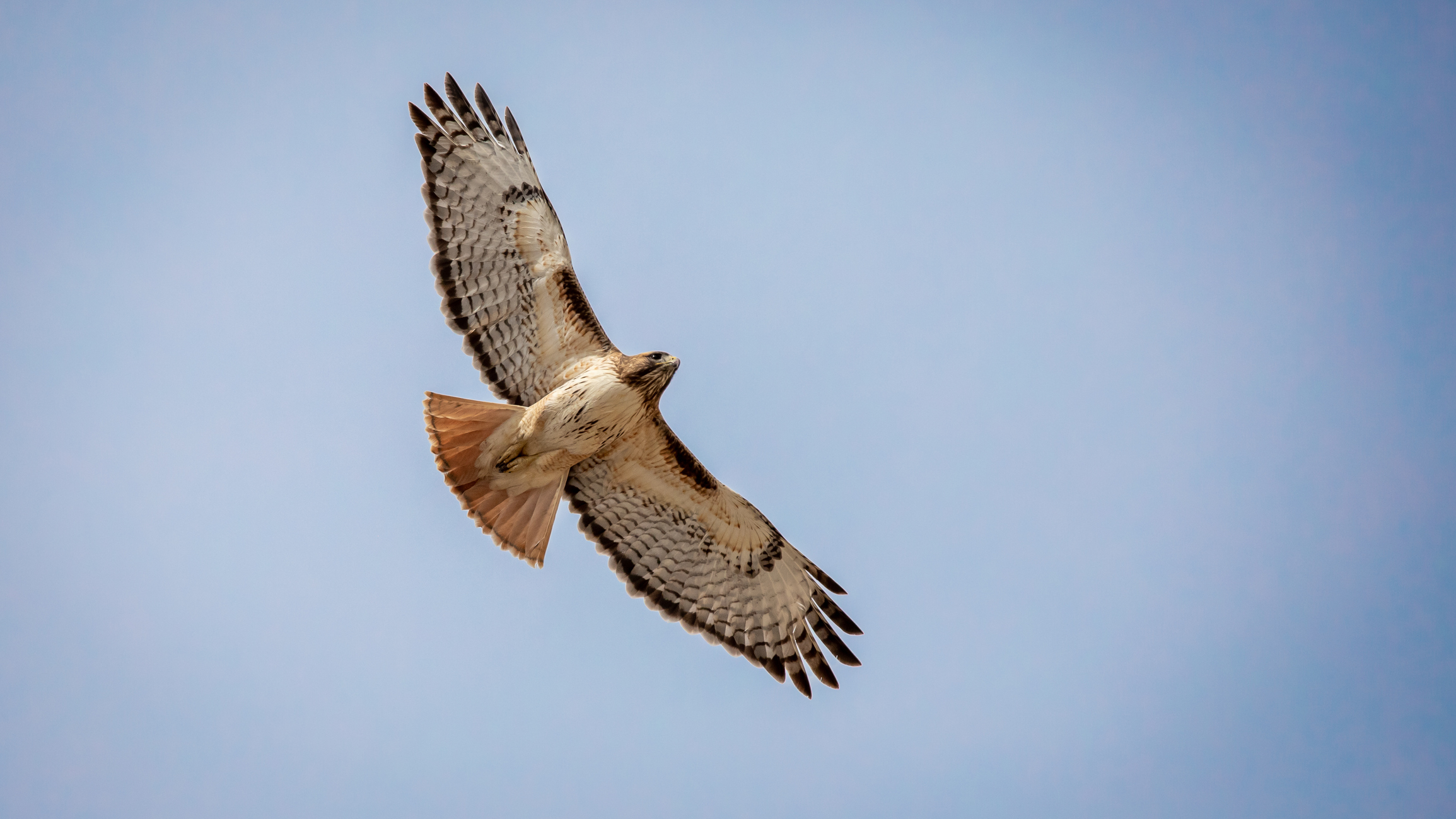 Falco dalla coda rossa in ascesa