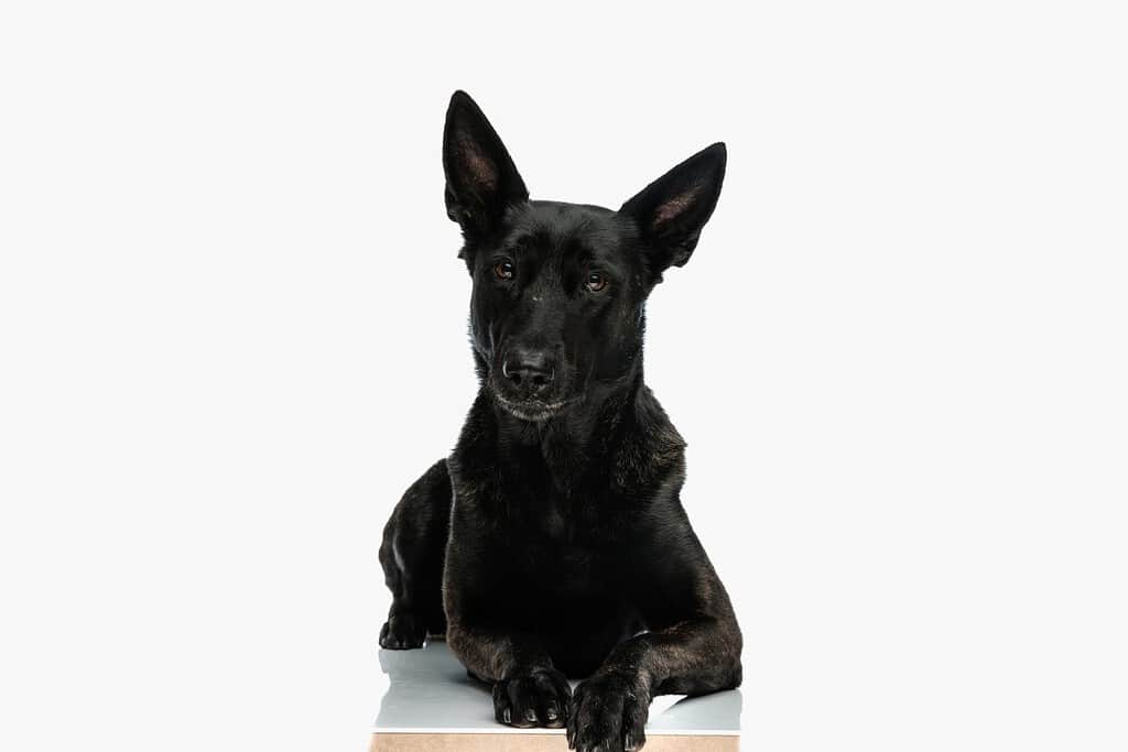 simpatico cane da pastore olandese che guarda avanti mentre si sdraia e posa davanti a uno sfondo bianco in studio