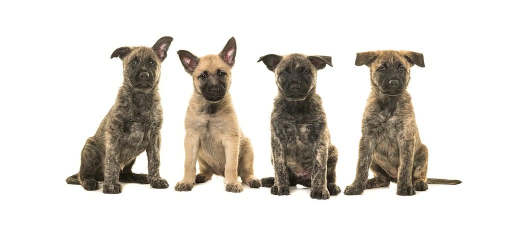 Cucciolata di quattro cuccioli di pastore olandese seduti e di fronte alla telecamera isolata su uno sfondo bianco