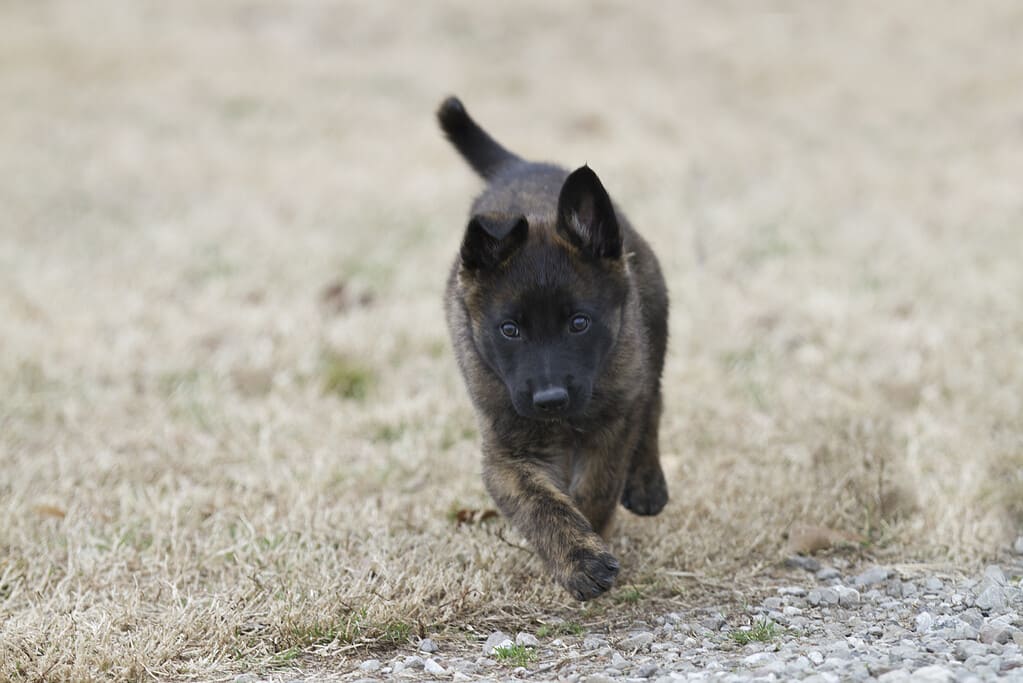 Cucciolo di pastore olandese che corre