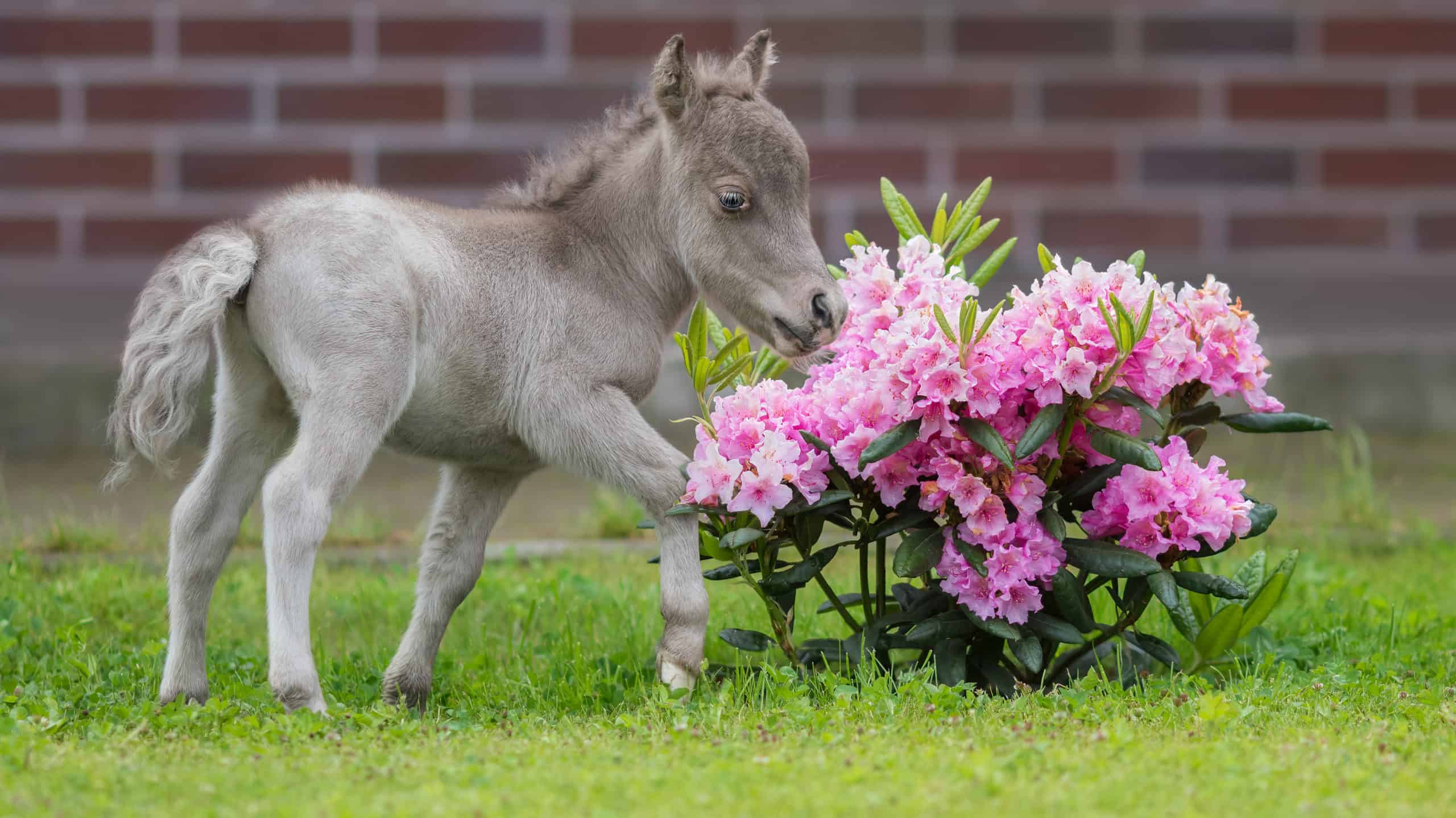 mini cavallo