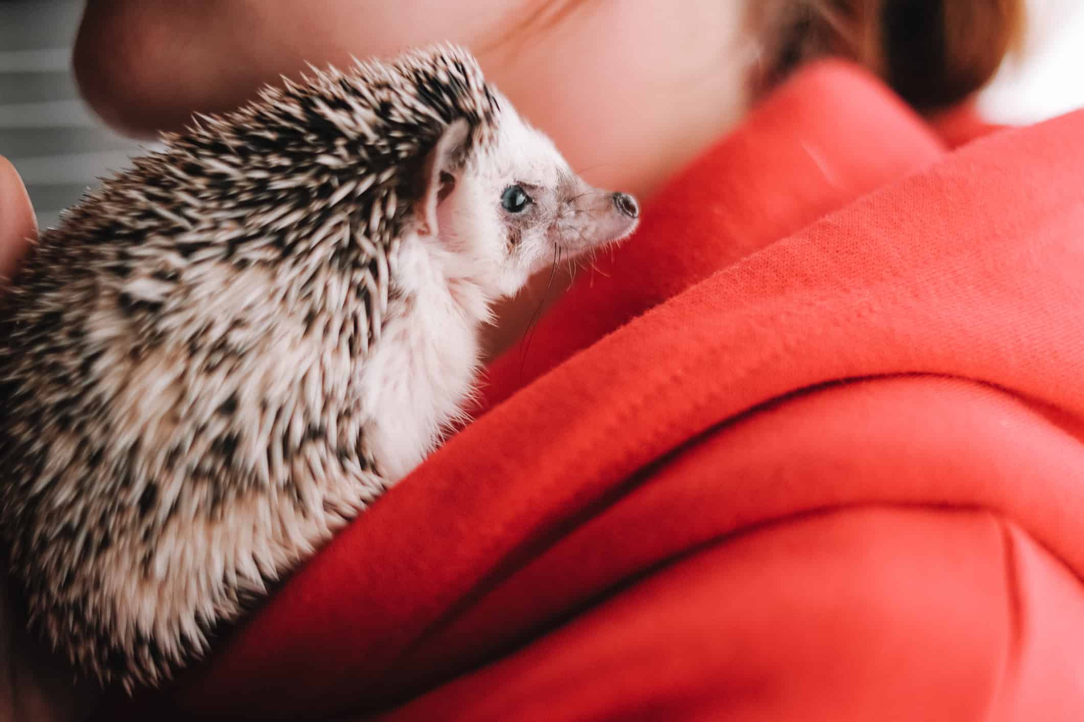 Il riccio africano domestico si siede su una spalla delle ragazze. Comunicazione con gli animali domestici. Razza di ricci domestici.  Comunicazione tra un riccio e una persona.