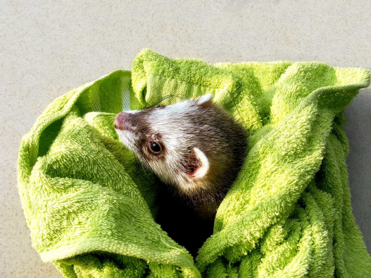 un furetto curioso dopo il bagno che si guarda intorno al sole