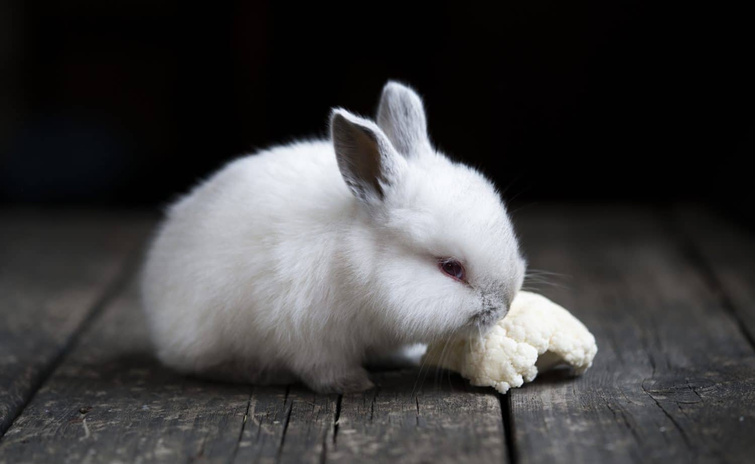 il coniglietto mangia il cavolo