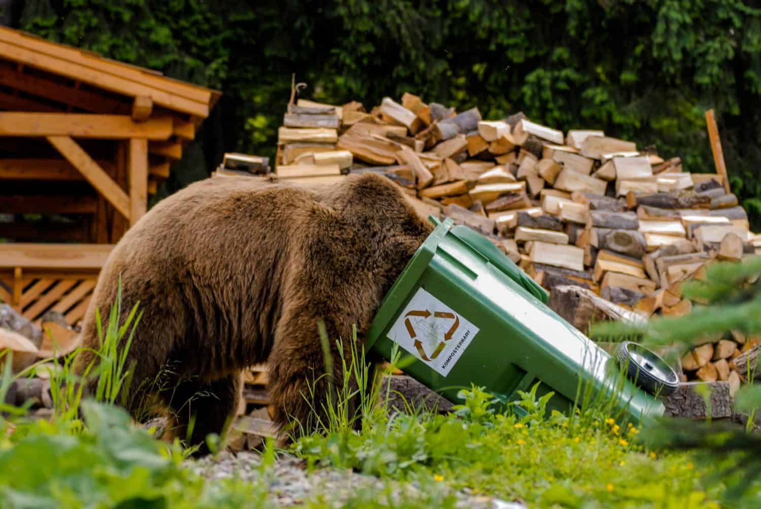 Orso bruno che guarda nel cestino della spazzatura con un sospiro compostabile (Komposterbart)