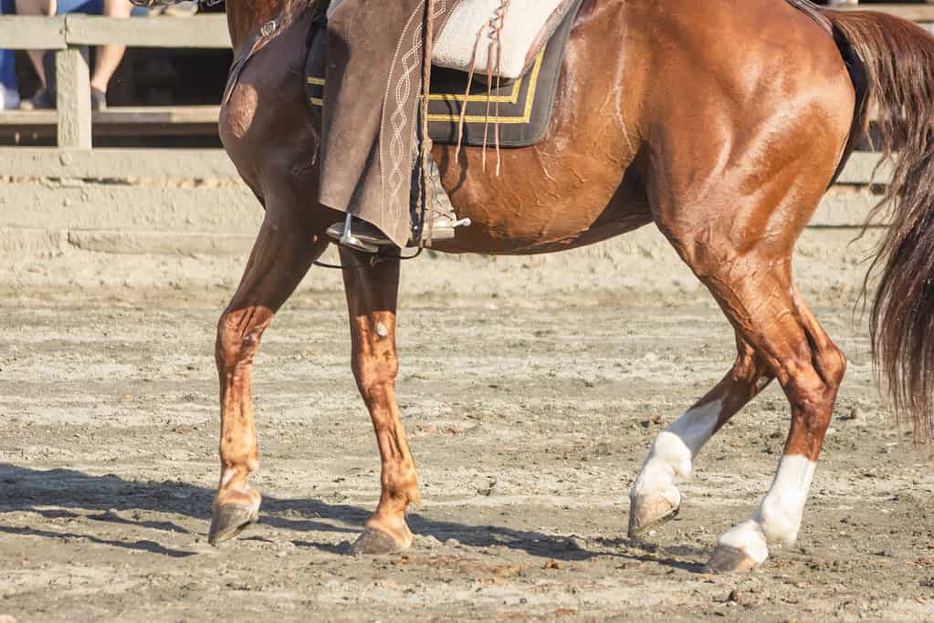 Immagine di dettaglio delle zampe del cavallo