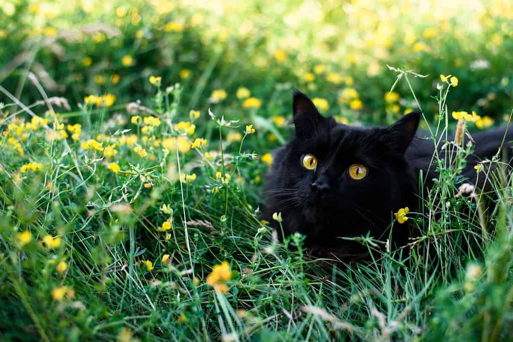 Un gatto nero si siede nell'erba con fiori gialli.  cartolina per la giornata internazionale del gatto.  posizione in cui inserire il testo.