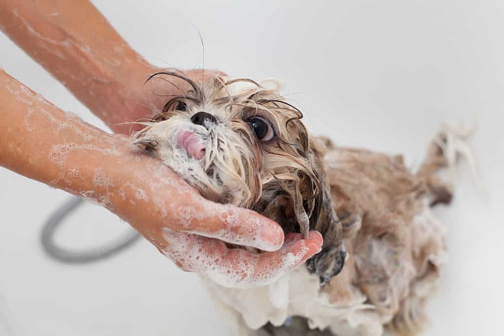 Il bagno del cane Shih Tzu