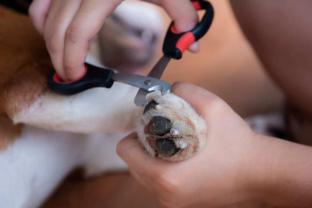 Tagliare gli artigli dei cani.  Tagliare le unghie lunghe di un cane