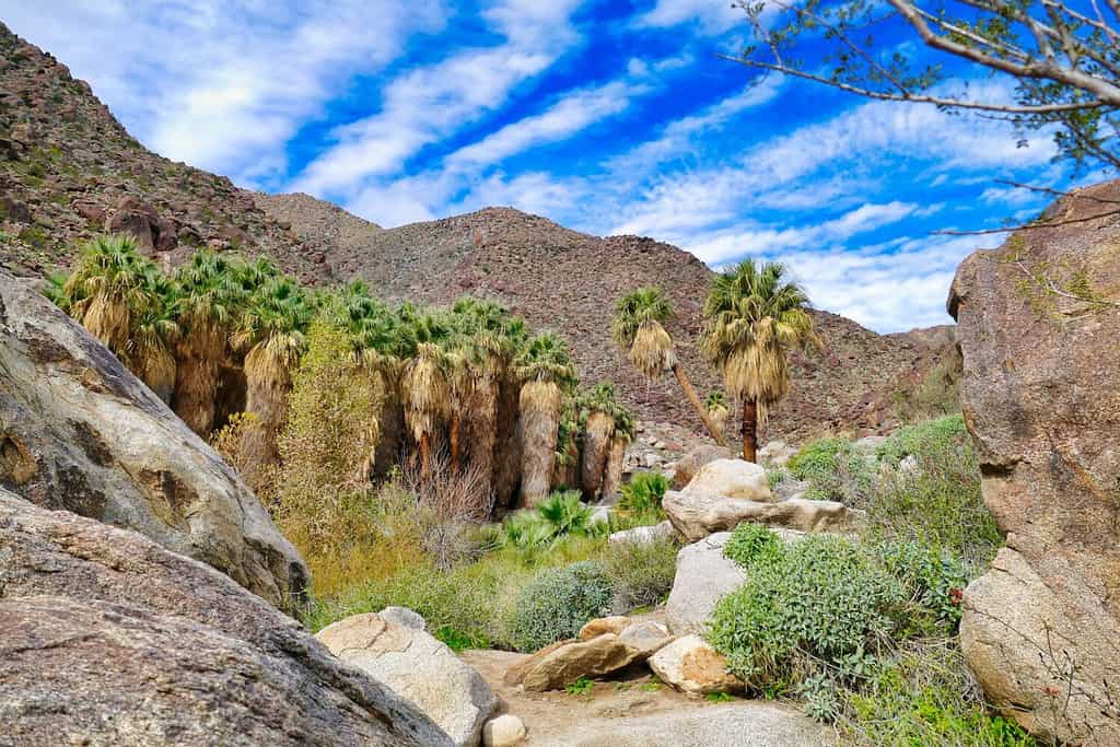 Palmeto con palme a ventola della California nell'oasi di Palm Canyon, montagne di San Ysidro, Anza-Borrego Desert State Park, California, Stati Uniti