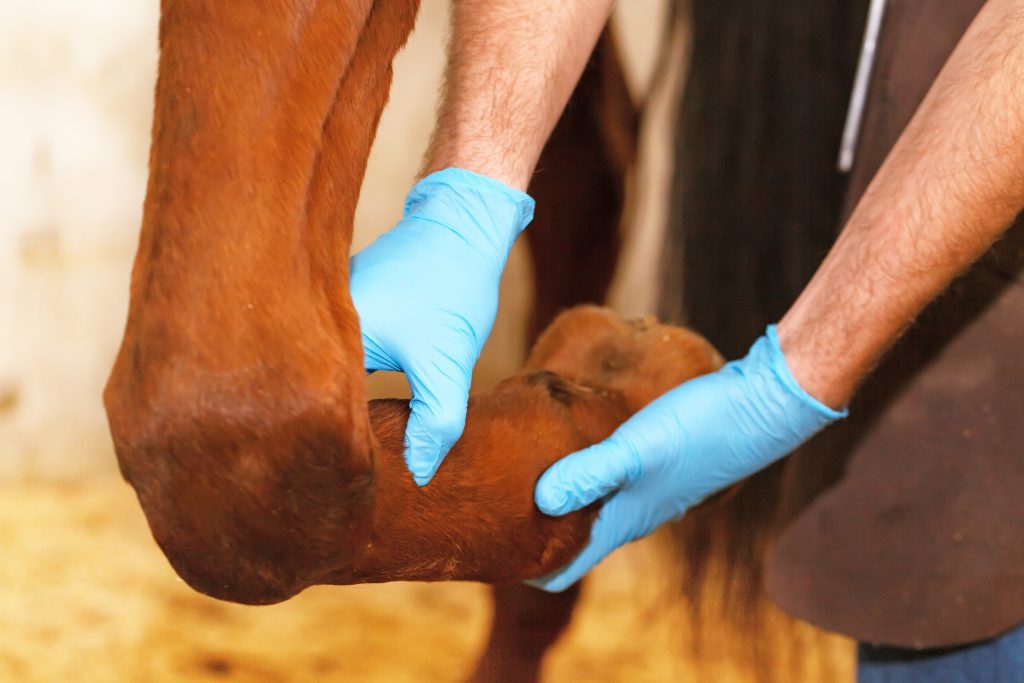 Veterinario che esamina i tendini delle zampe del cavallo.
