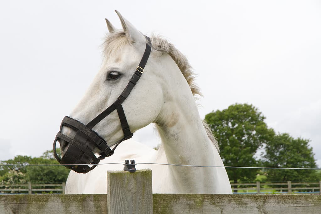 cavallo a dieta per laminite