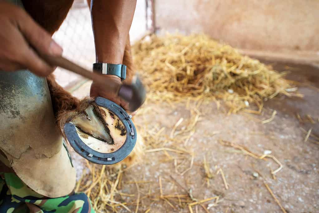 Ferro di cavallo, cavallo, zoccolo, animale, parte del corpo animale