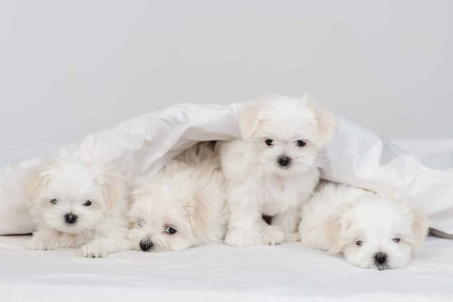 Un gruppo di teneri cuccioli maltesi sdraiati su un letto bianco sotto una coperta calda