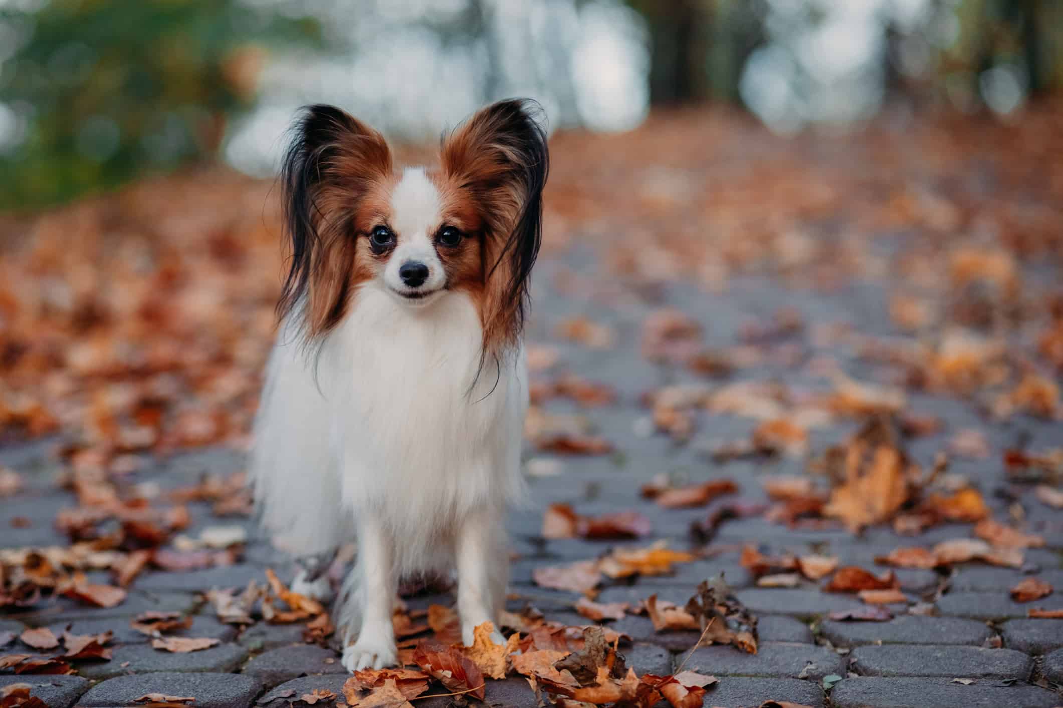 Il simpatico cane dal pelo bianco castano è in autunno ricoperto di foglie arancioni del parco.  Cane farfalla Papillon