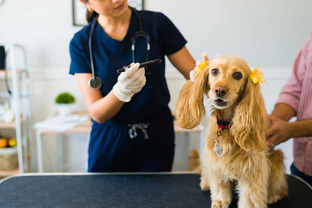 Cane carino al lettino della clinica veterinaria