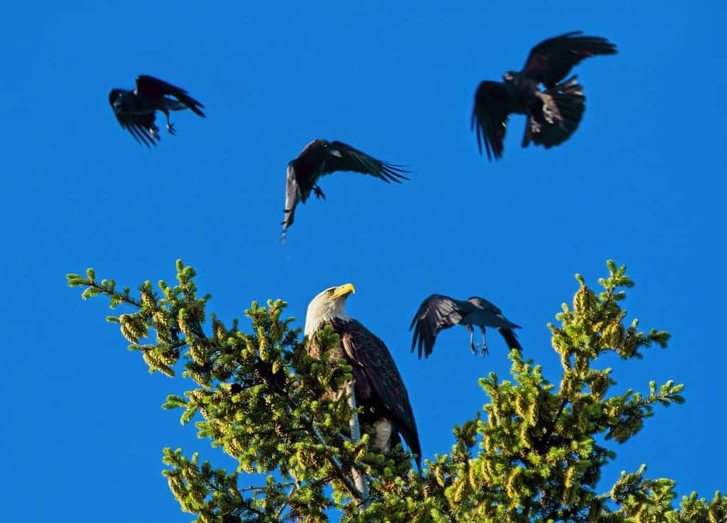 L'aquila calva appollaiata sulla cima dell'albero viene assalita da alcuni corvi.  I corvi sono sfocati in base al movimento