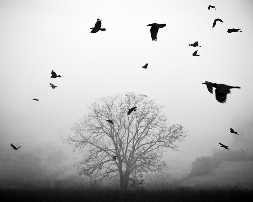 Corvi che volano davanti al singolo albero durante la stagione nebbiosa