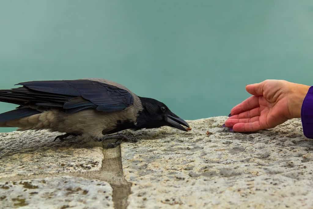 Cornacchia grigia alimentata a mano.