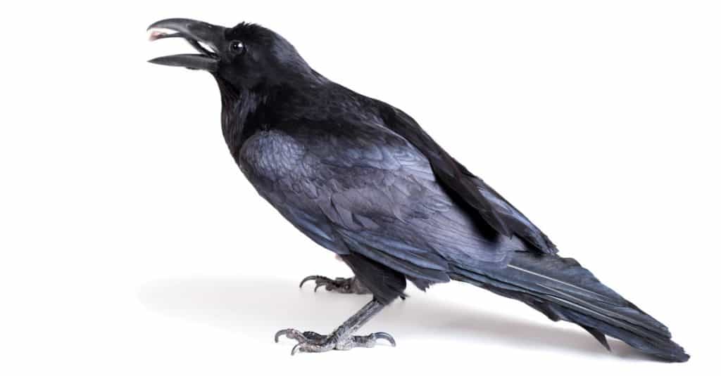 Corvo comune (Corvus corax), 28 anni, isolato su sfondo bianco.