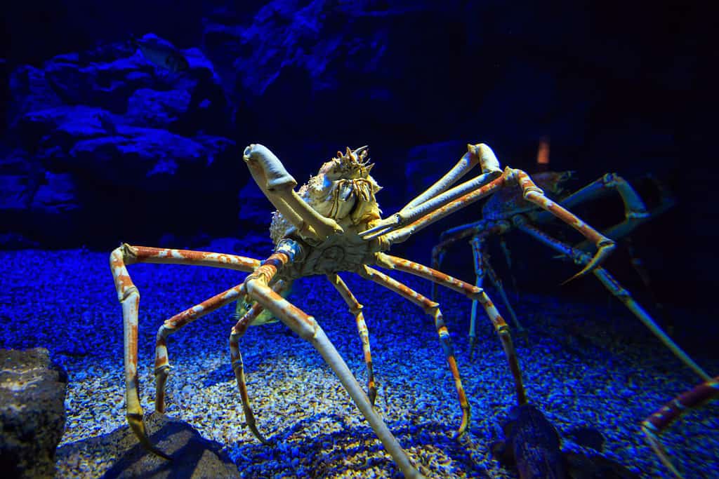 Granchio ragno gigante giapponese in acquario