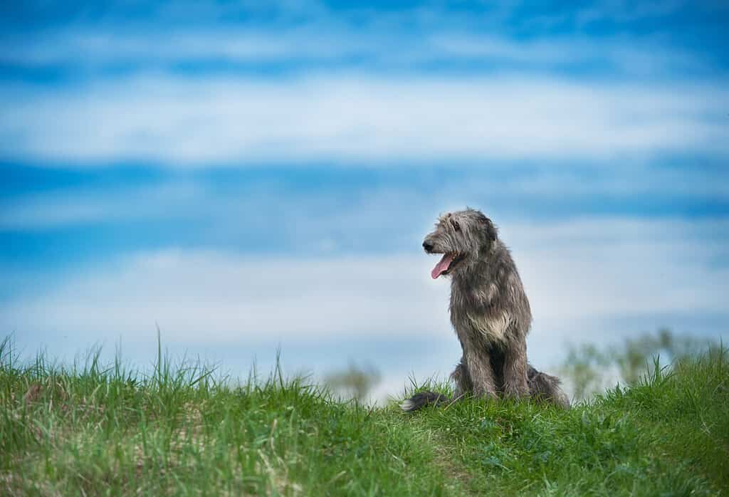 bellissimo levriero irlandese in natura