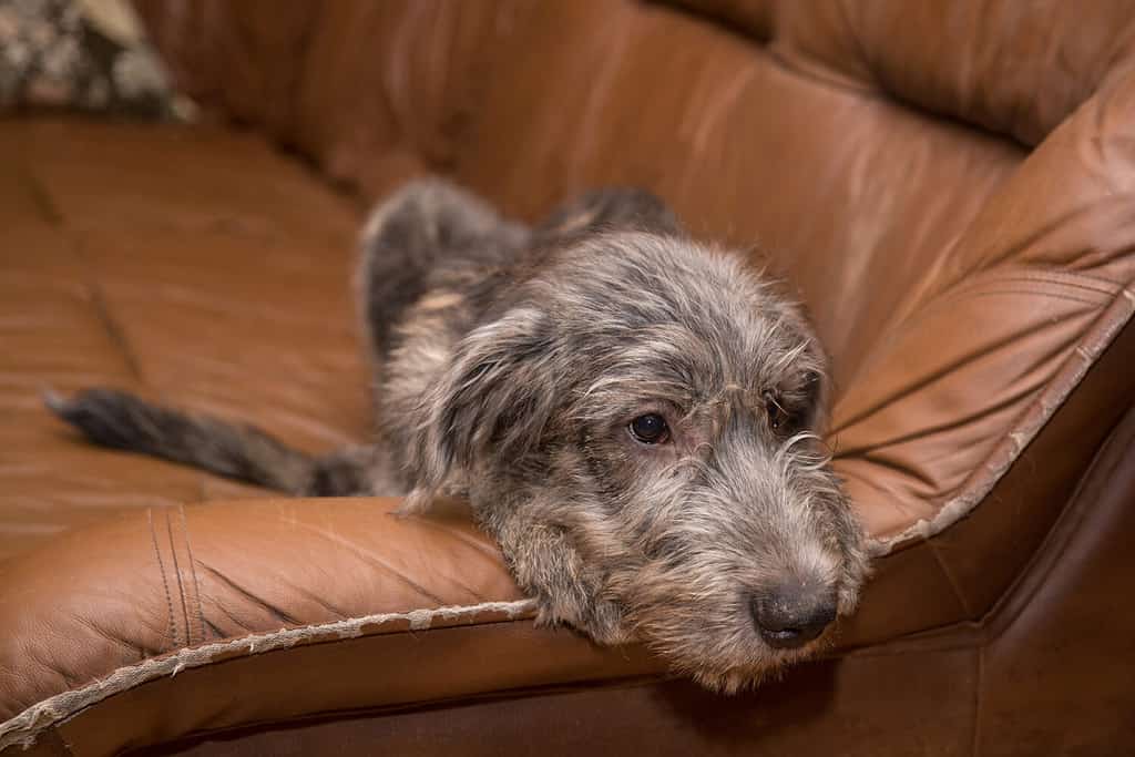 Il cucciolo di razza Irish Wolfhound si trova su un divano in pelle marrone.