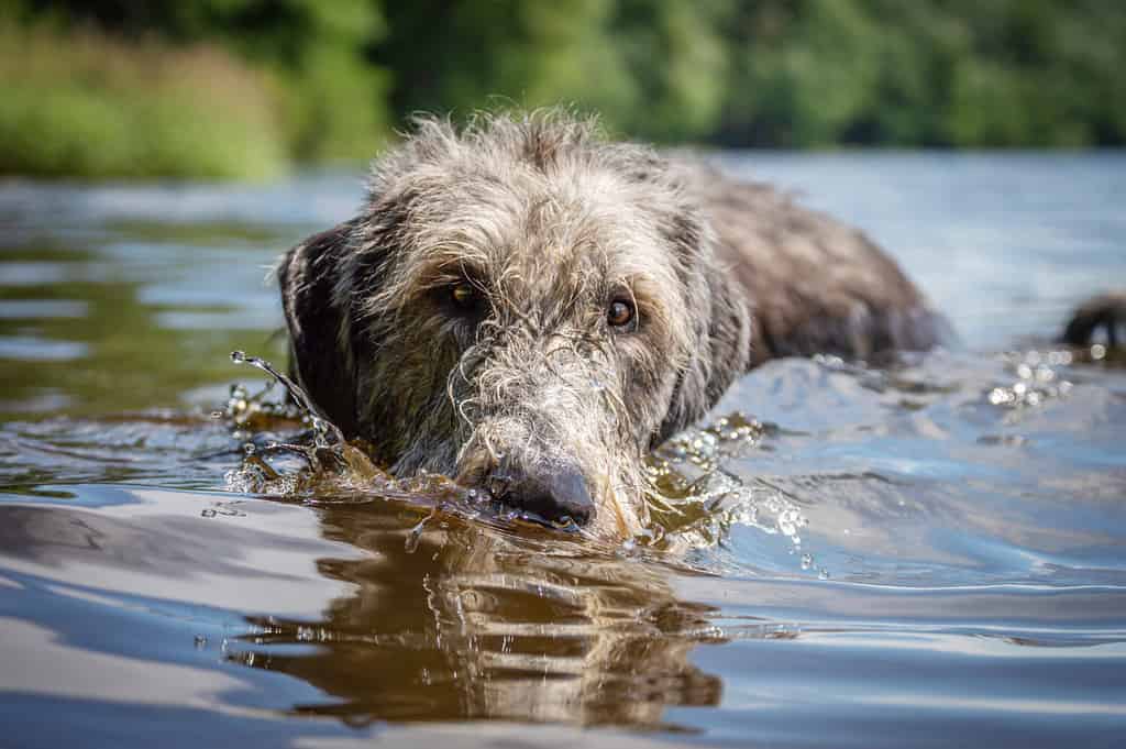 Irish Wolfhound. Ripresa della testa di un cane che nuota.