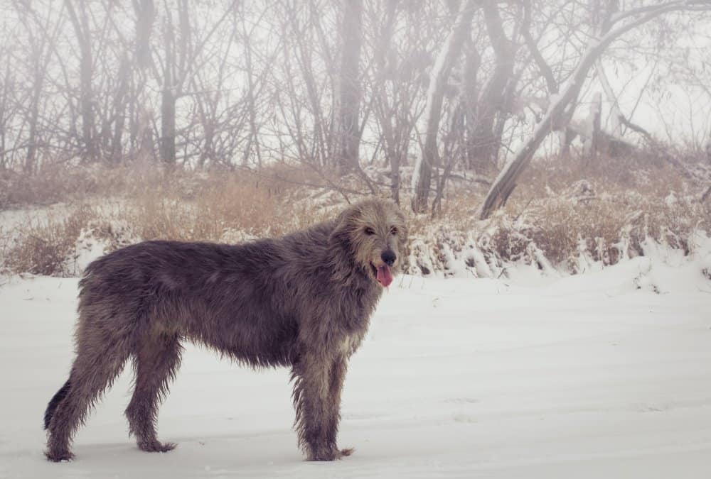 Irish Wolfhound(Canis familiaris) - levriero irlandese nella neve