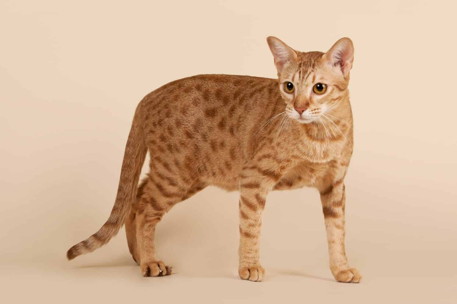 gatto maschio ocicat su sfondo beige chiaro