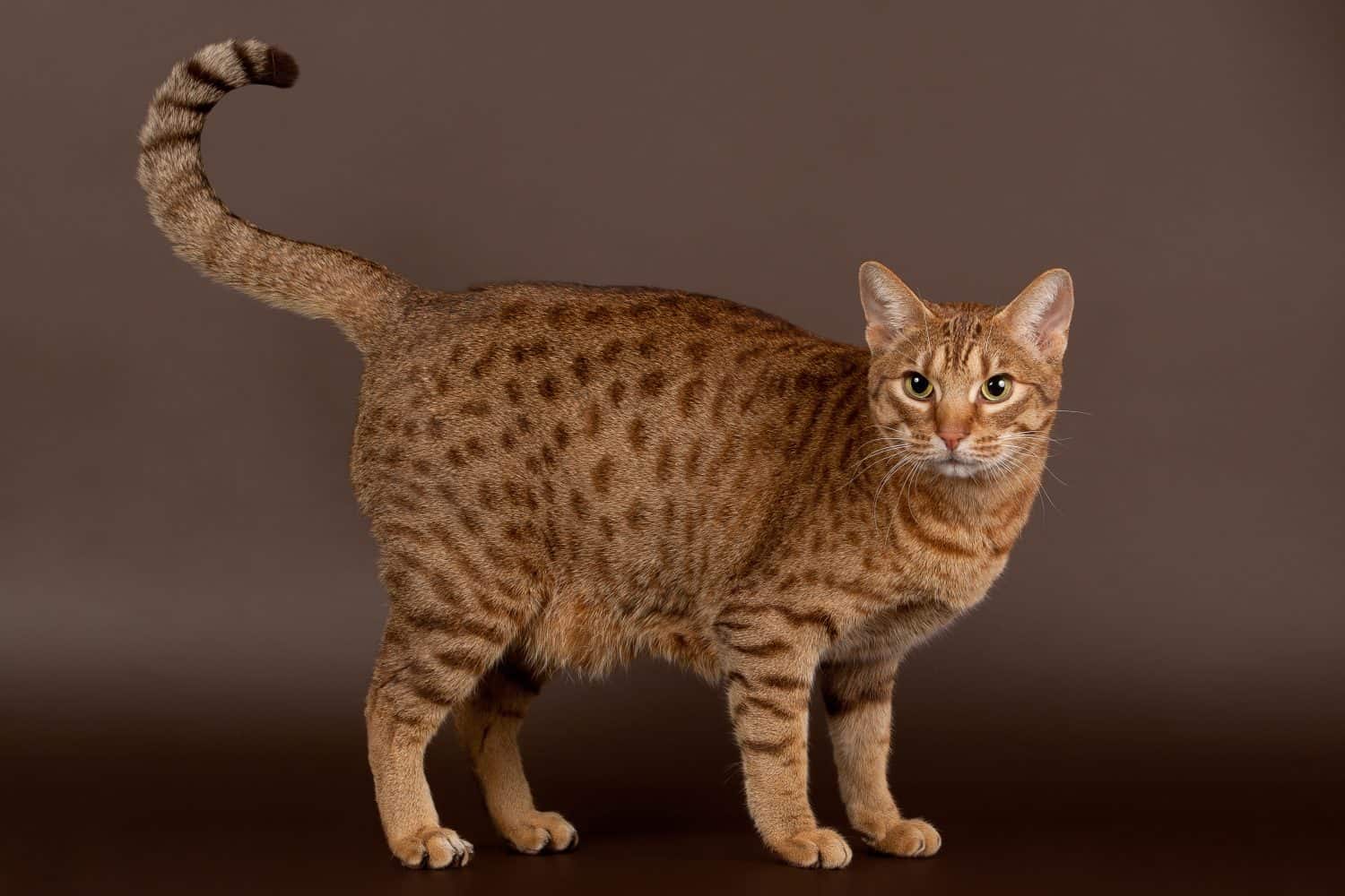 gatto maschio ocicat su sfondo marrone scuro
