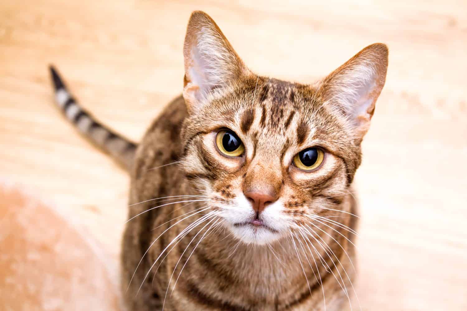 Gatto adulto Ocicat che guarda nella lente