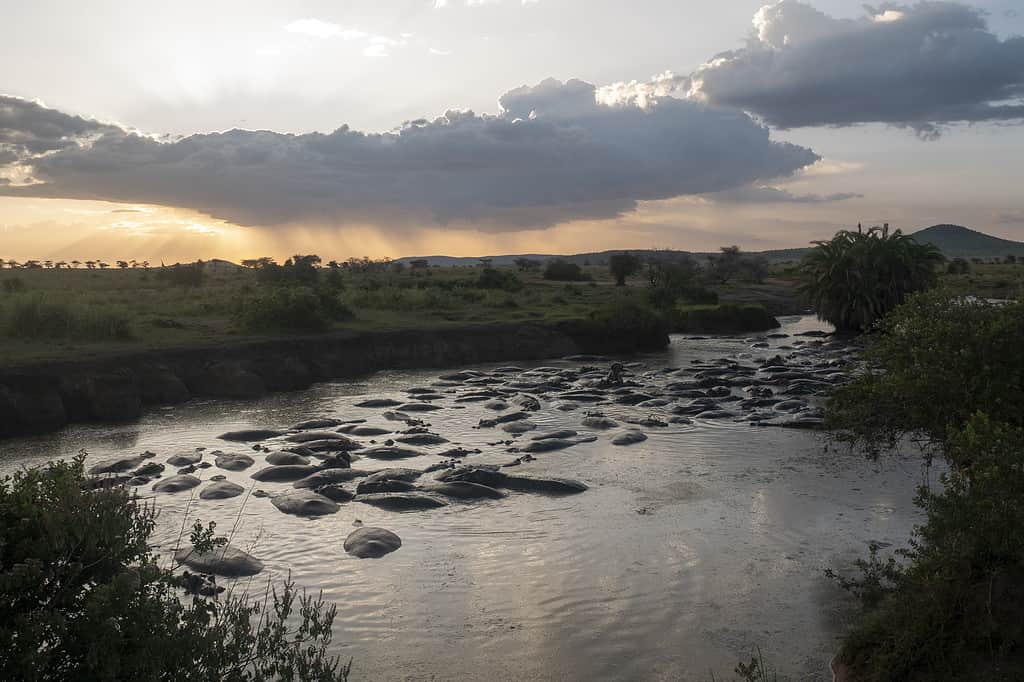 Grande branco di ippopotami nel fiume al tramonto