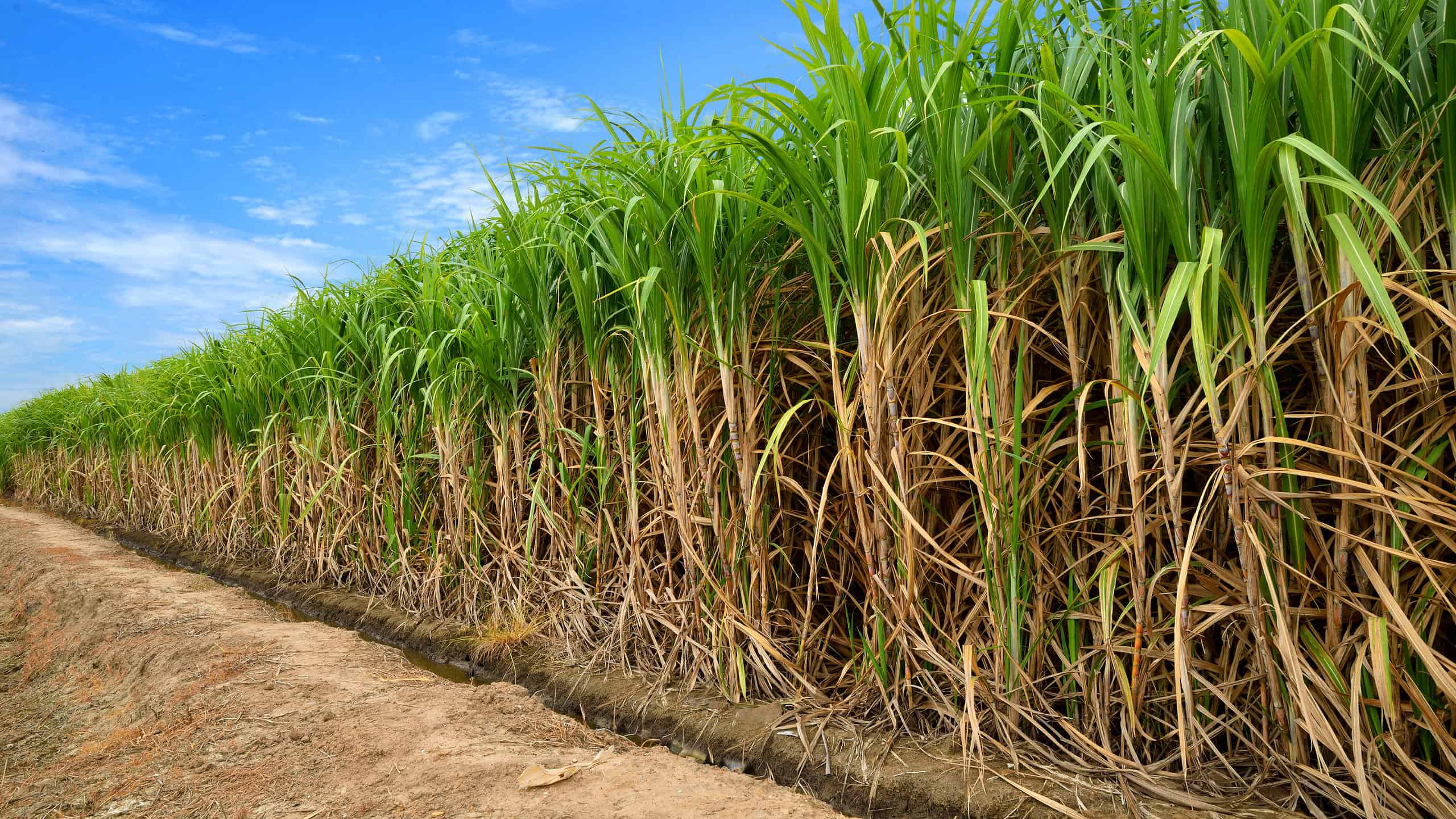 Una fotografia di un campo di canna da zucchero.  La canna da zucchero è stata fotografata in diagonale con la parte più vicina del campo che occupa la parte destra della cornice.  Mentre risale, la parte distante del campo di canna da zucchero occupa il centro del telaio dell'ascensore.  La canna da zucchero è verde nella parte superiore con ceppi marrone chiaro.  La canna da zucchero è compensata da un cielo azzurro con qualche sottile nuvola bianca