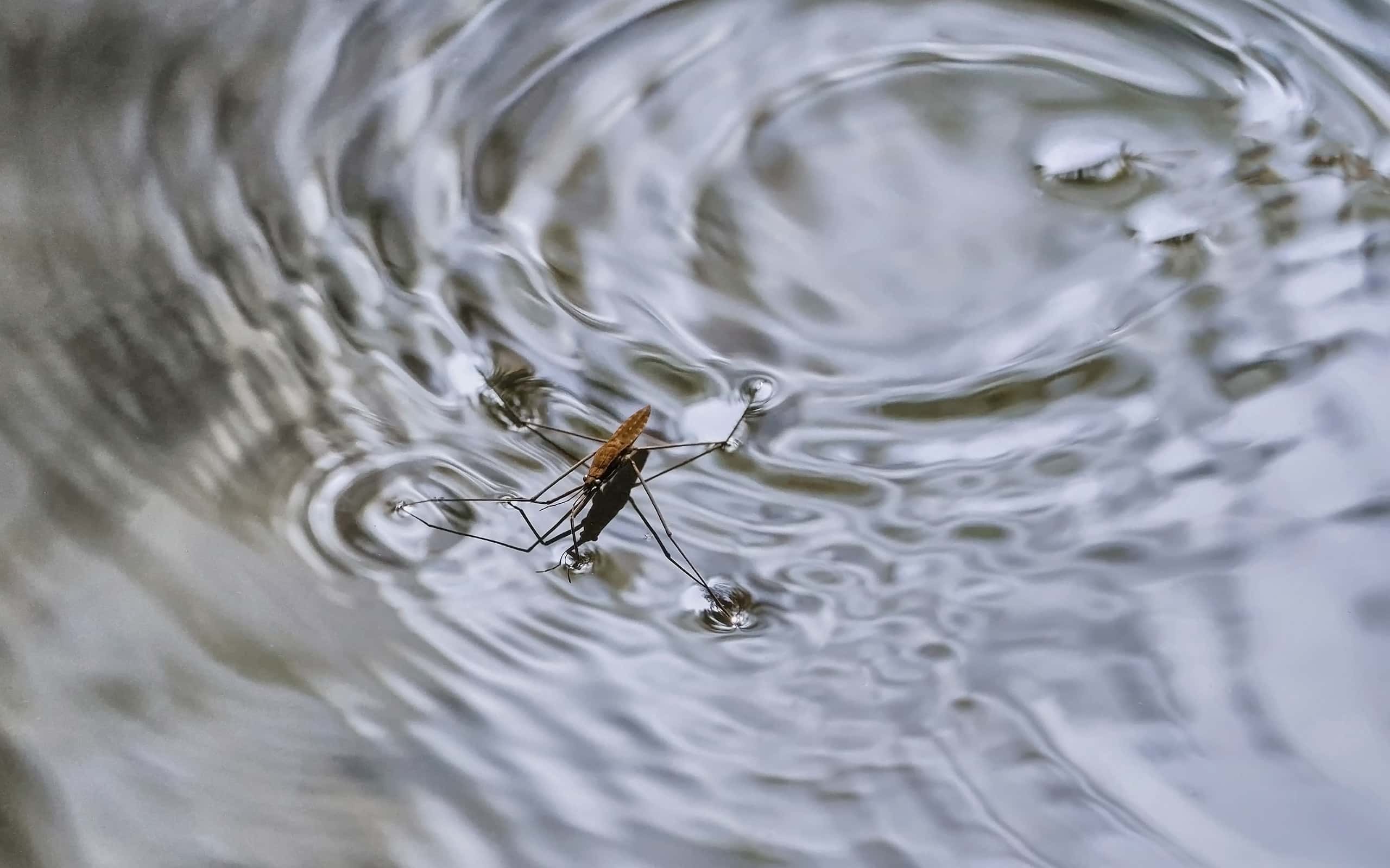 Gerris lacustris, comunemente noto come il pattinatore comune dello stagno o lo strider comune dell'acqua