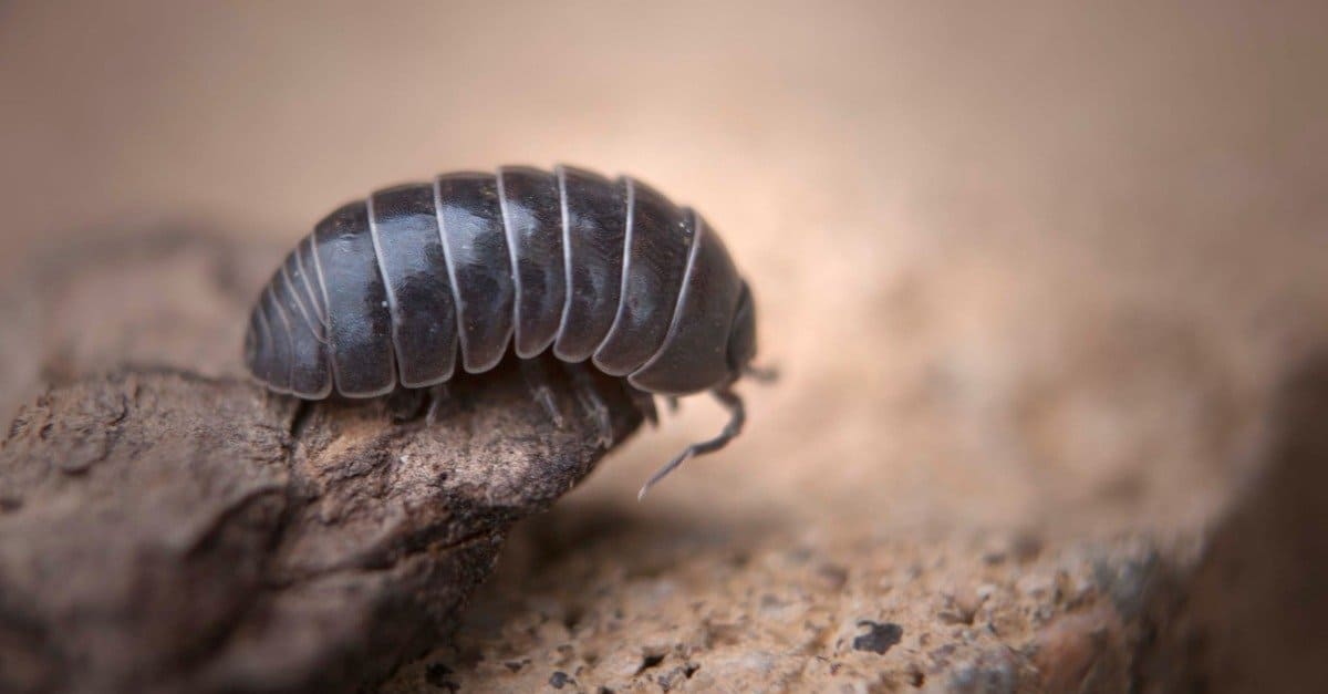 pidocchio di legno che striscia su una pietra