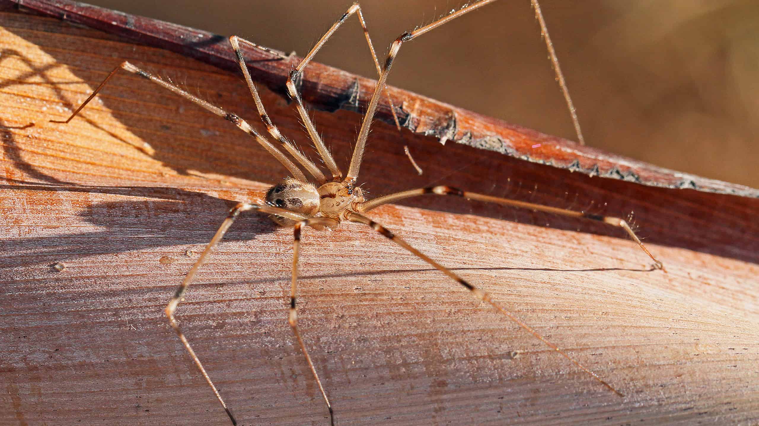 Ragno gigante dalla gamba lunga, Artema Atlanta