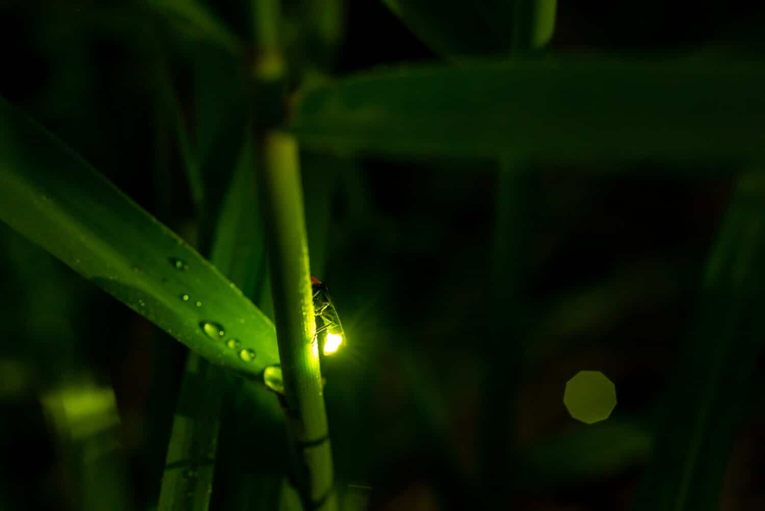 Esposizione macro alla luce della lucciola notturna