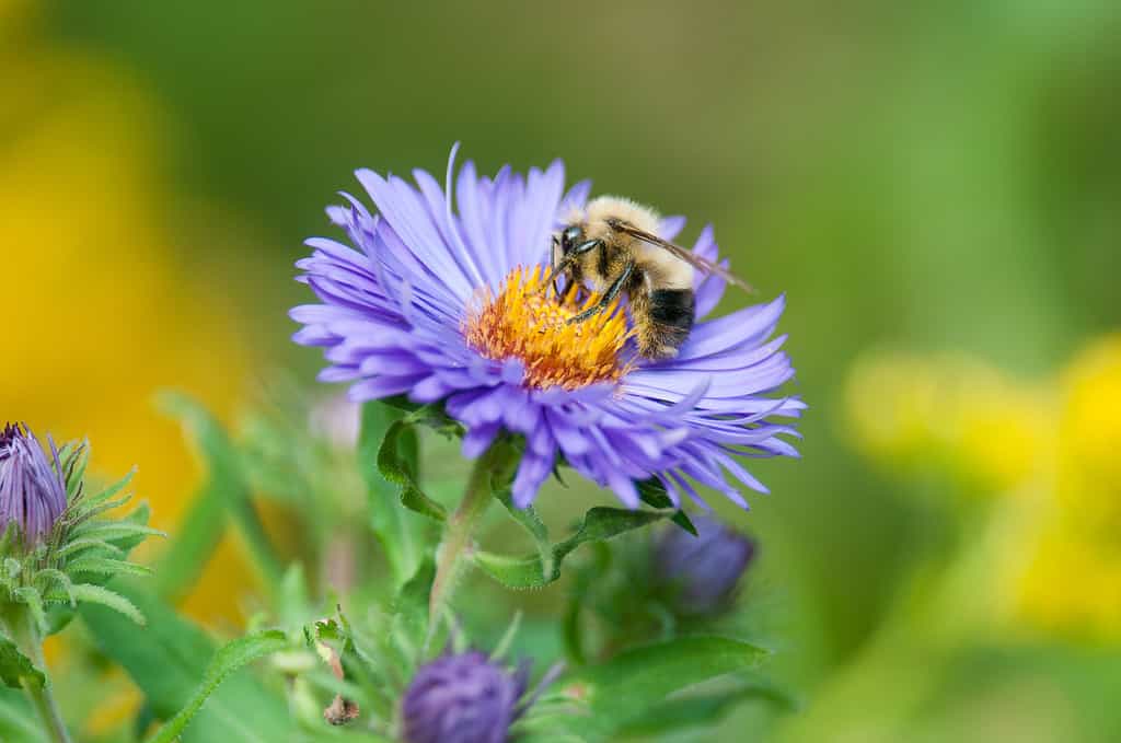 Bumble Bee americano sul fiore dell'aster del New England