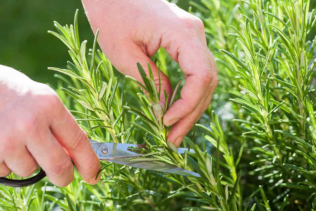 fiori e piante che rappresentano la vergine