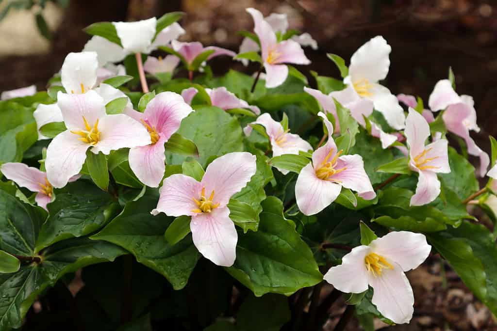 fiori e piante che rappresentano lo scorpione